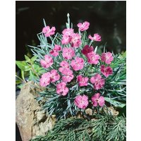 Kategorie <b>Stauden </b> - Dianthus gratianop.'Eydangeri'