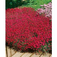 Kategorie <b>Produkt nicht gewünscht </b> - Dianthus deltoides 'Brillant'