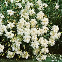 Kategorie <b>Produkt nicht gewünscht </b> - Dianthus deltoides 'Albus'