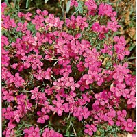 Kategorie <b>Produkt nicht gewünscht </b> - Dianthus deltoides Leuchtfunk