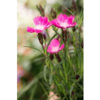 Kategorie <b>Produkt nicht gewünscht </b> - Dianthus caryophyllus Kahori