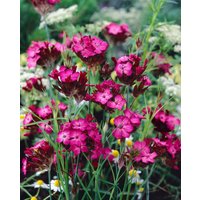 Kategorie <b>Produkt nicht gewünscht </b> - Dianthus carthusianorum