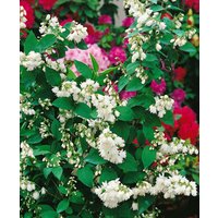Kategorie <b>Produkt nicht gewünscht </b> - Deutzia scabra 'Pride of Rochester'
