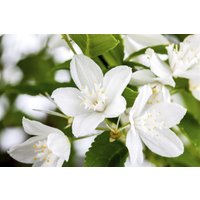 Kategorie <b>Hecken </b> - Deutzia gracilis