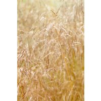 Kategorie <b>Produkt nicht gewünscht </b> - Deschampsia cespitosa 'Goldschleier'