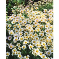 Kategorie <b>Stauden </b> - Dendranthema Arcticum-Hybr.'Stella'