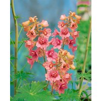Kategorie <b>Produkt nicht gewünscht </b> - Delphinium x ruysii 'Pink Sensation'