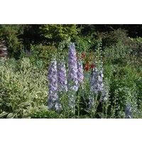 Kategorie <b>Produkt nicht gewünscht </b> - Delphinium x elatum 'Werratal'