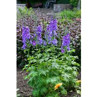 Kategorie <b>Produkt nicht gewünscht </b> - Delphinium x elatum 'Schildknappe'