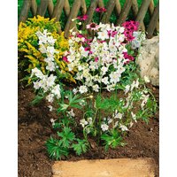 Kategorie <b>Produkt nicht gewünscht </b> - Delphinium x bellad.'Moerheimii'