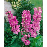 Kategorie <b>Produkt nicht gewünscht </b> - Delphinium Pacific 'Astolat'