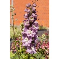 Kategorie <b>Stauden </b> - Delph.Delphina Rose White Bee