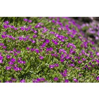 Kategorie <b>Stauden </b> - Delosperma lavesii