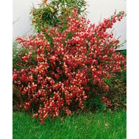 Kategorie <b>Blütensträucher und Ziergehölze </b> - Cytisus scoparius 'La Coquette'