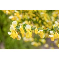 Kategorie <b>Blütensträucher und Ziergehölze </b> - Cytisus scoparius 'Dukaat'