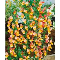 Kategorie <b>Produkt nicht gewünscht </b> - Cytisus scoparius 'Apricot Gem'