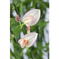 Kategorie <b>Blütensträucher und Ziergehölze </b> - Cytisus praecox 'Zeelandia'
