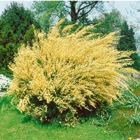 Kategorie <b>Blütensträucher und Ziergehölze </b> - Cytisus praecox