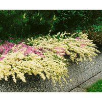 Kategorie <b>Blütensträucher und Ziergehölze </b> - Cytisus kewensis