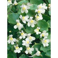 Kategorie <b>Produkt nicht gewünscht </b> - Cymbalaria pallida 'Albiflora'