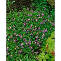 Kategorie <b>Produkt nicht gewünscht </b> - Cymbalaria hepaticifolia