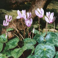 Kategorie <b>Produkt nicht gewünscht </b> - Cyclamen purpurascens