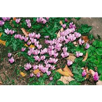Kategorie <b>Stauden </b> - Cyclamen hederifolium 'Rosenteppich'