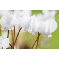 Kategorie <b>Stauden </b> - Cyclamen hederifolium 'Album'
