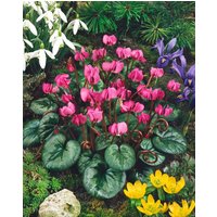 Stauden - Cyclamen coum ssp.coum
