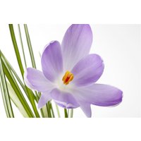 Kategorie <b>Stauden </b> - Crocus sativus