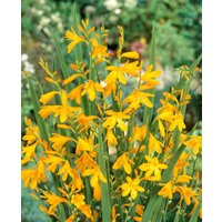 Kategorie <b>Produkt nicht gewünscht </b> - Crocosmia x crocosmiifl.'George Davidson'