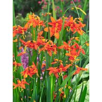 Kategorie <b>Produkt nicht gewünscht </b> - Crocosmia Red King