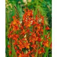 Kategorie <b>Produkt nicht gewünscht </b> - Crocosmia masoniorum