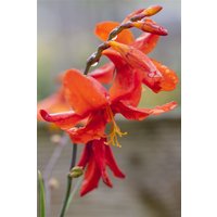 Kategorie <b>Produkt nicht gewünscht </b> - Crocosmia Fire Fly