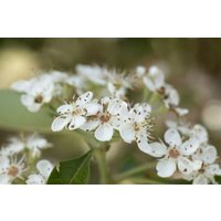 Laubbäume - Crataegus lavallei 'Carrierei'