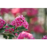 Kategorie <b>Produkt nicht gewünscht </b> - Crataegus laevigata 'Paul's Scarlet'