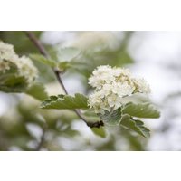 Blütensträucher und Ziergehölze - Crataegus laevigata