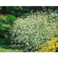 Kategorie <b>Stauden </b> - Crambe cordifolia