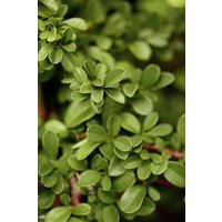 Kategorie <b>Bodendecker </b> - Cotoneaster radicans 'Eichholz'