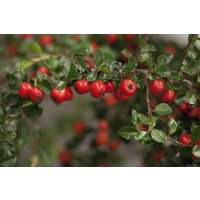 Kategorie <b>Laubbäume </b> - Cotoneaster praecox 'Boer'