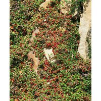Kategorie <b>Bodendecker </b> - Cotoneaster micro.'Streibs Findling'