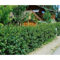 Kategorie <b>Laubbäume </b> - Cotoneaster lucidus