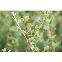 Kategorie <b>Produkt nicht gewünscht </b> - Cotoneaster dielsianus