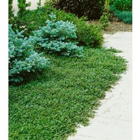 Bodendecker - Cotoneaster dammeri radicans