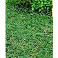 Bodendecker - Cotoneaster dammeri 'Frieders Evergreen'