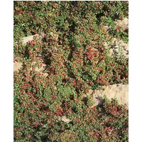 Kategorie <b>Bodendecker </b> - Cotoneaster dammeri 'Cooper'