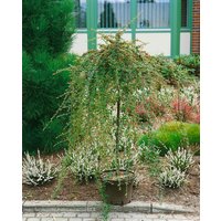 Kategorie <b>Bodendecker </b> - Cotoneaster dammeri 'Frieders Evergreen' auf Stamm