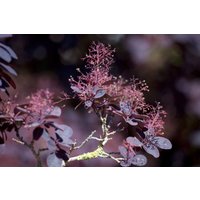 Kategorie <b>Produkt nicht gewünscht </b> - Cotinus coggygria 'Lilla' -S-