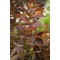 Kategorie <b>Produkt nicht gewünscht </b> - Cotinus coggygria 'Grace'