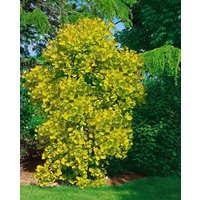 Kategorie <b>Produkt nicht gewünscht </b> - Cotinus coggygria 'Golden Spirit' -R-